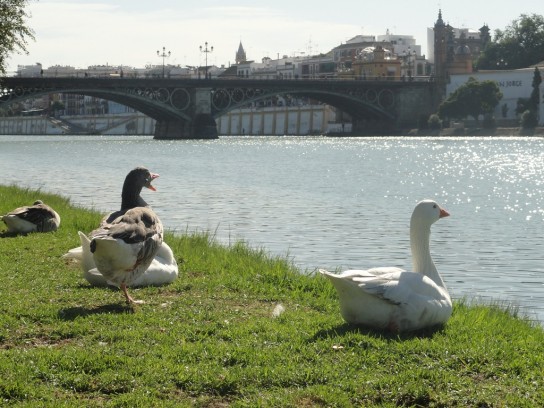 A orillas del Guadalquivir